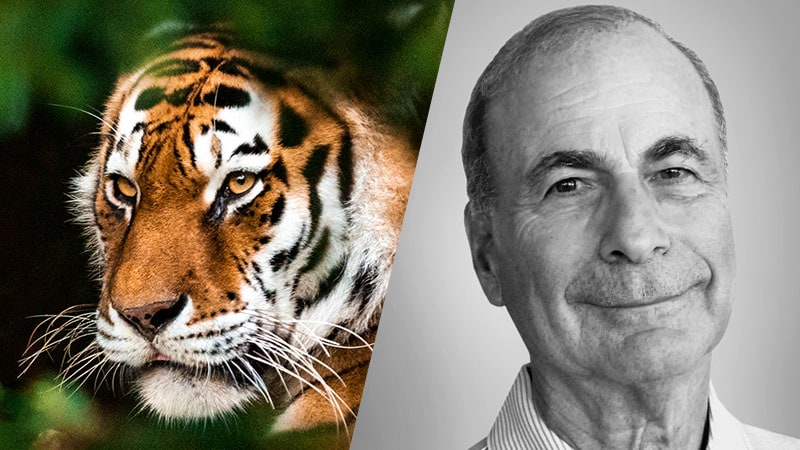 The 80/20 Trade: Pounce Like a Cat