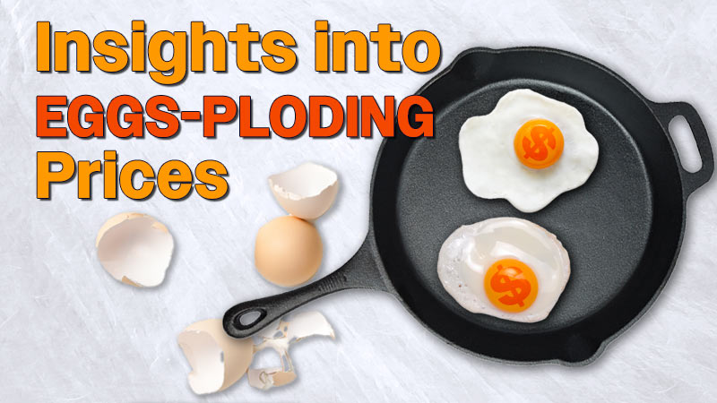 Are the Birds to Blame?